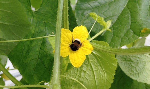 수박이나 참외를 재배하는 농가에서는 화분 매개용 벌을 사용하거나 인공수분을 하고 있다. 사진은 참외꽃 속 뒤영벌.