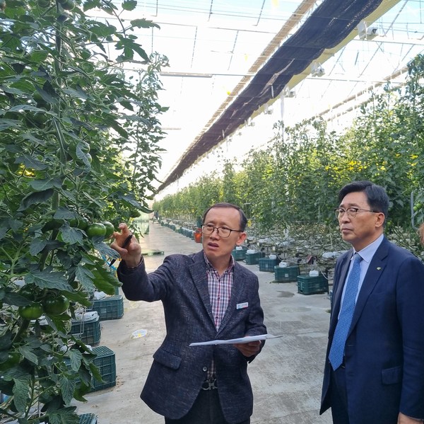 한국농수산식품유통공사 김춘진 사장(우측)은 14일 충남 부여군 소재 흑토마토 생산업체인 쎄븐팜영농조합법인을 방문해 첨단 재배시설을 둘러보고 있다.