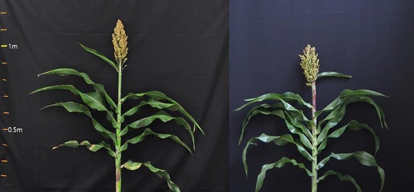 식물체와 이삭 모양 비교(왼쪽-고은찰, 오른쪽-소담찰)